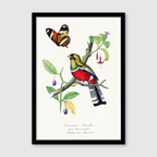 Crimson Rosella Bird