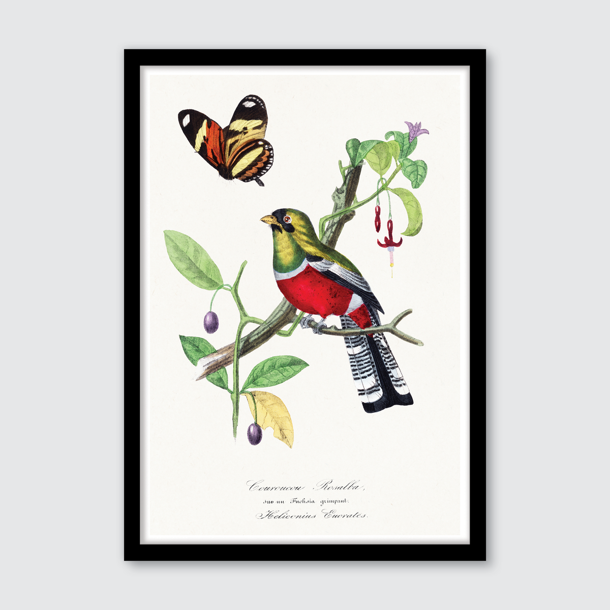 Crimson Rosella Bird