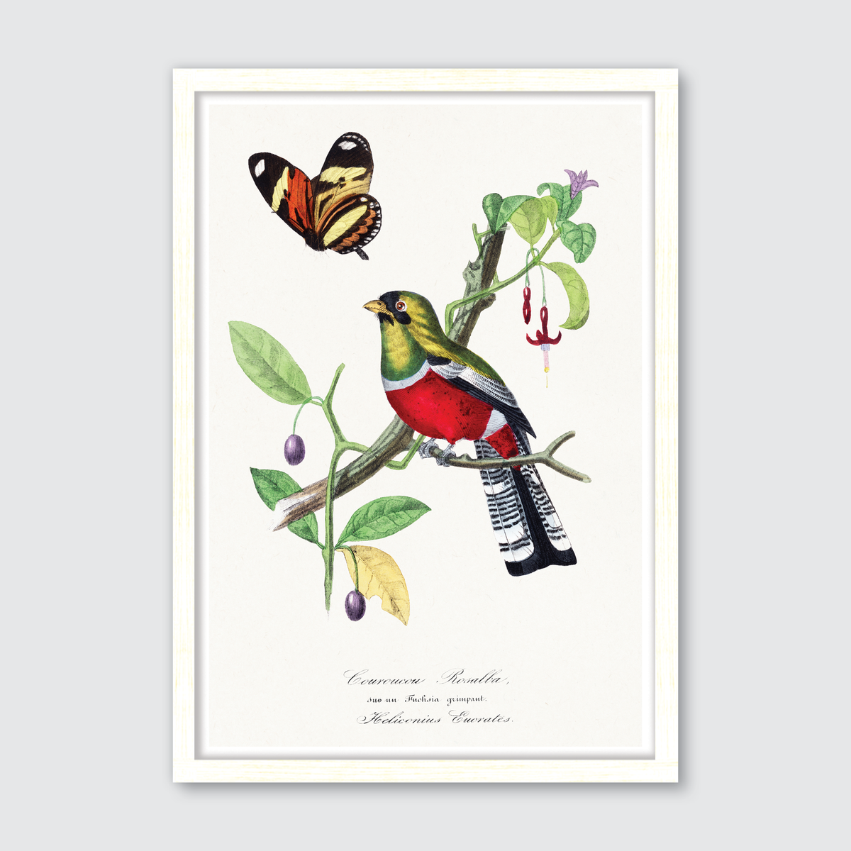 Crimson Rosella Bird