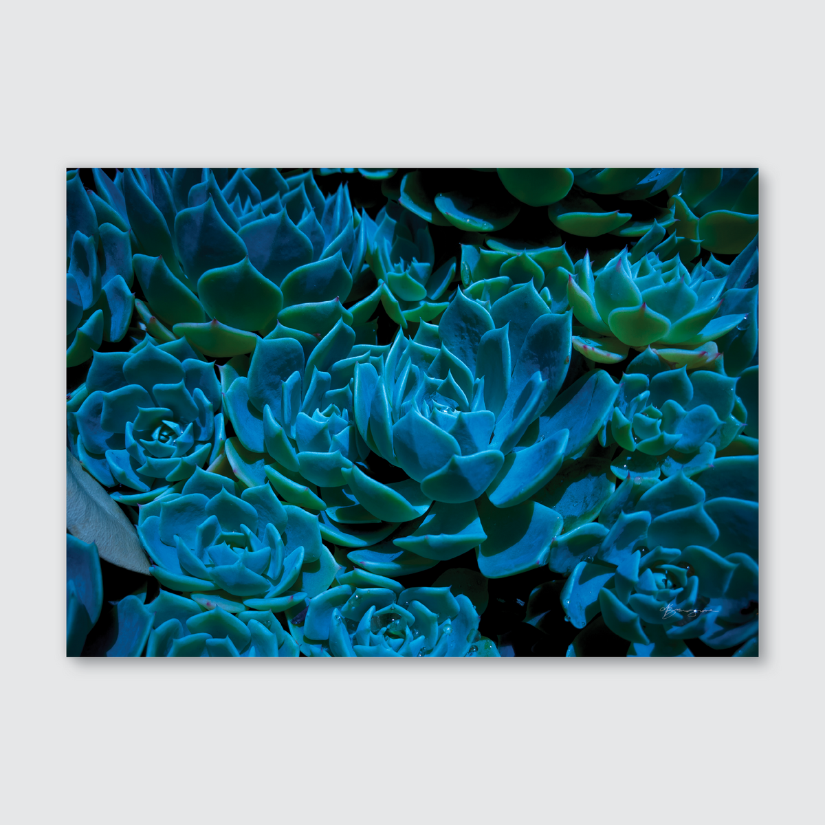 A close-up photograph of blue succulent plants with a focus on natural patterns and colors.