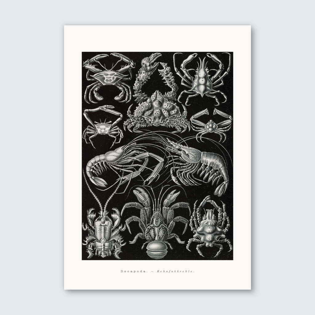 A black and white illustration of various sea creatures, including crabs and lobsters, from Ernst Haeckel’s work on natural history.