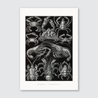 A black and white illustration of various sea creatures, including crabs and lobsters, from Ernst Haeckel’s work on natural history.