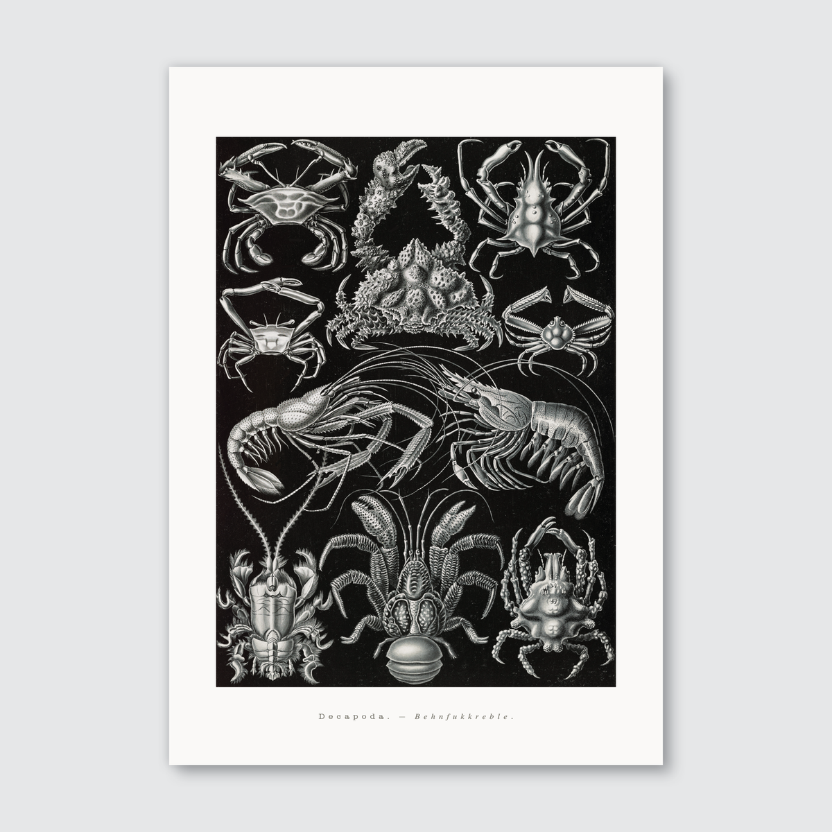 A black and white illustration of various sea creatures, including crabs and lobsters, from Ernst Haeckel’s work on natural history.