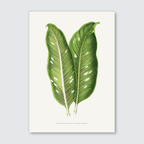 A botanical illustration print of Dieffenbachia Baraquiniana leaves with deep green variegation on creamy white background.