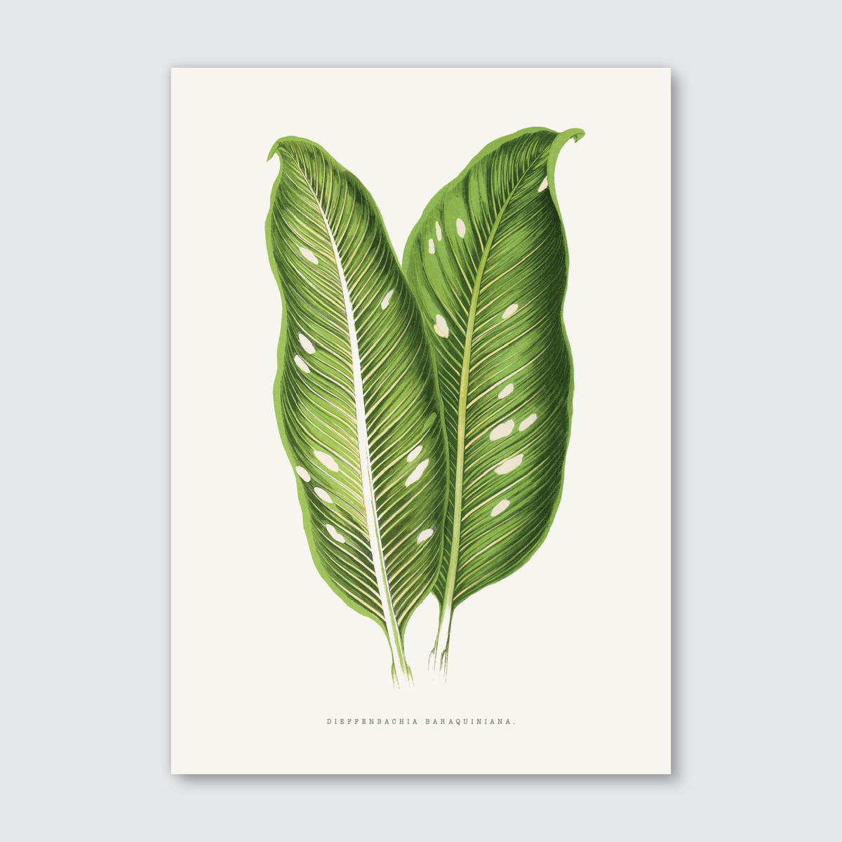 A botanical illustration print of Dieffenbachia Baraquiniana leaves with deep green variegation on creamy white background.