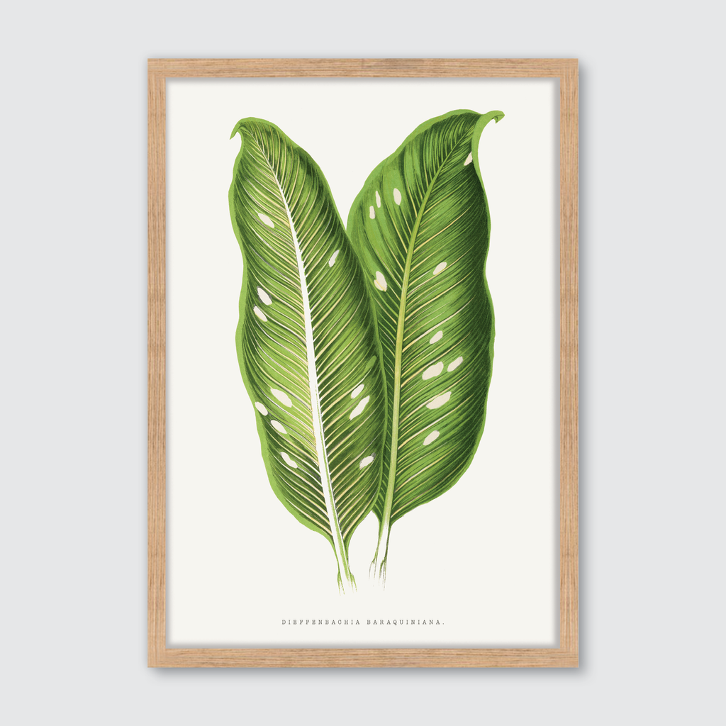Dieffenbachia Baraquiniana