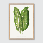 Dieffenbachia Baraquiniana