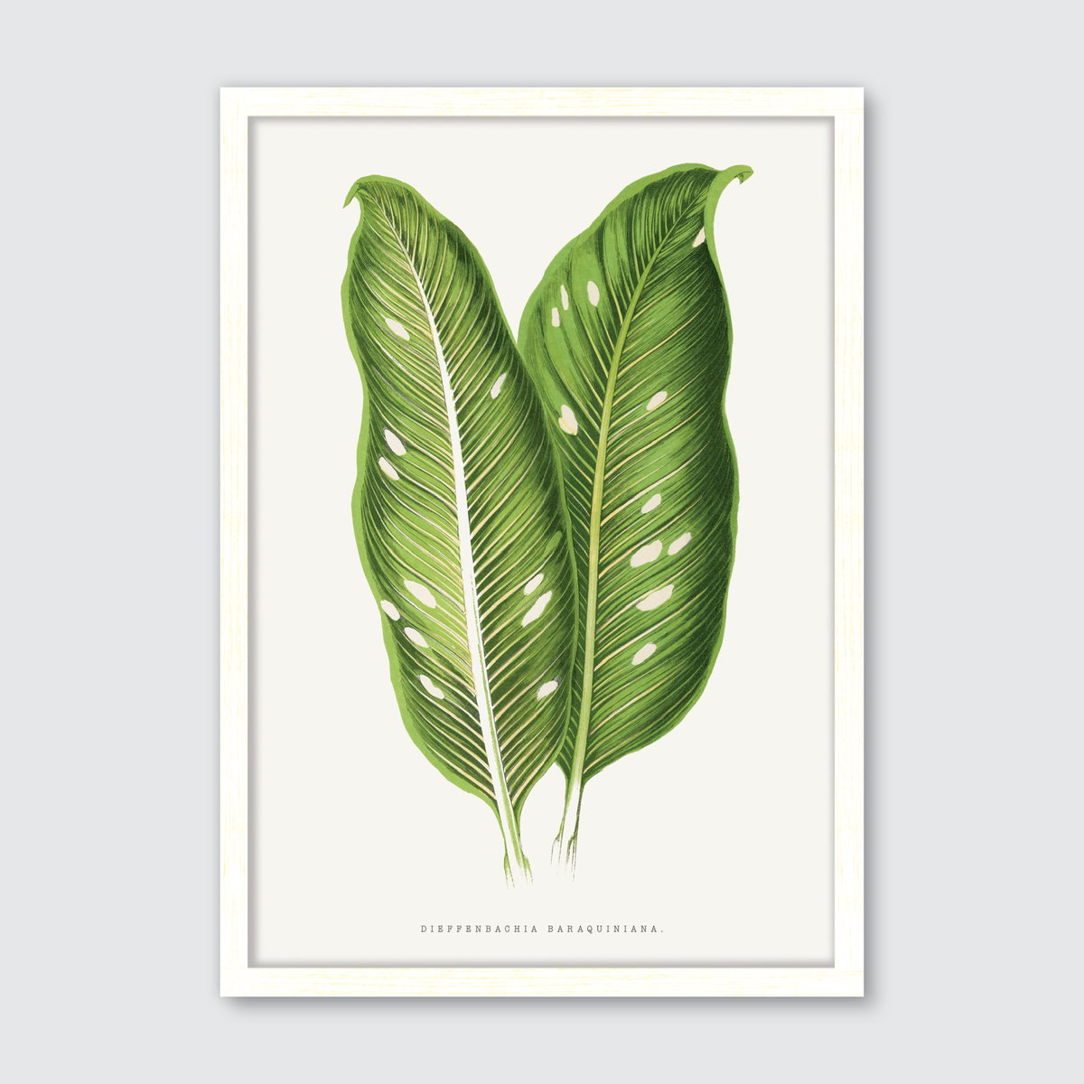 Dieffenbachia Baraquiniana