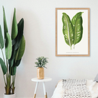 Dieffenbachia Baraquiniana