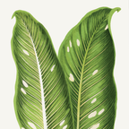 Dieffenbachia Baraquiniana