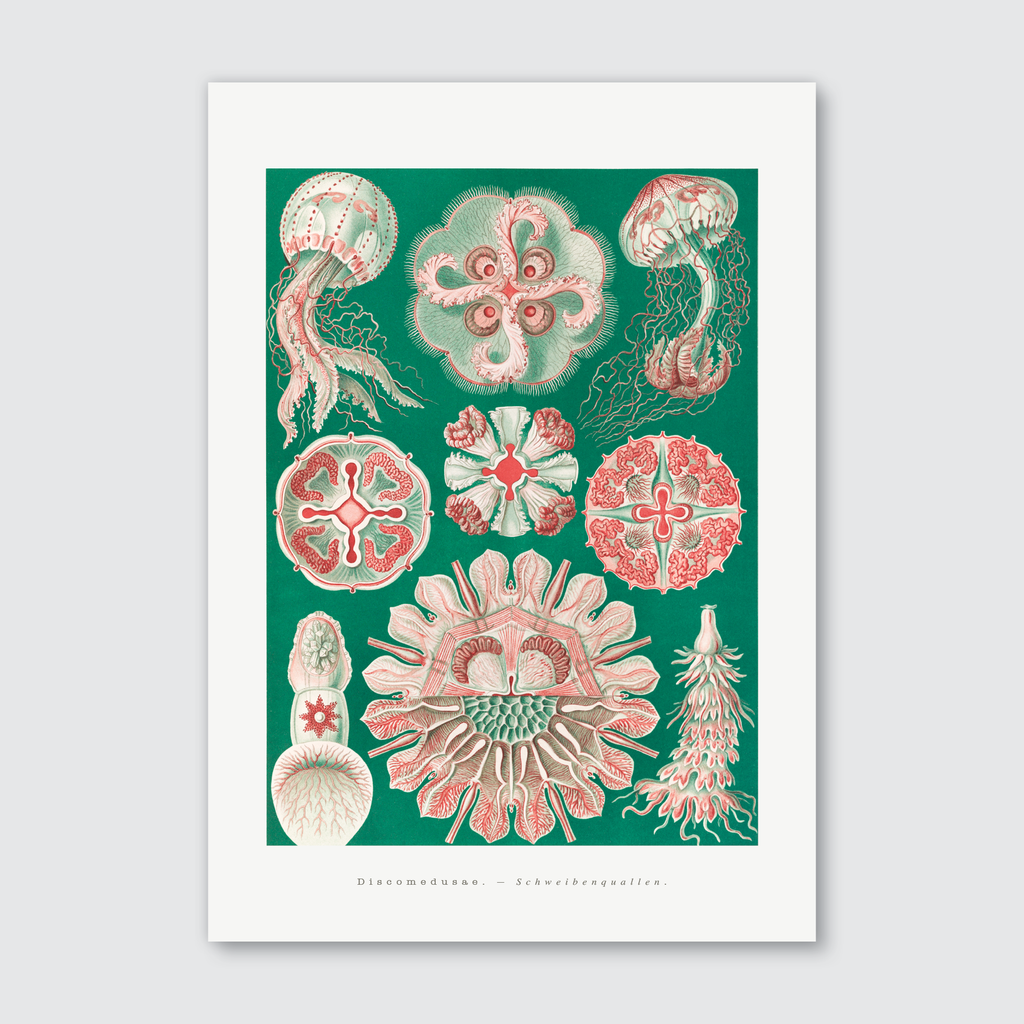 A vibrant and detailed art print featuring illustrations of disc jellyfish in various life stages, with colors predominantly in green, red, and pink ranges.