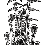 Ferns (1920)