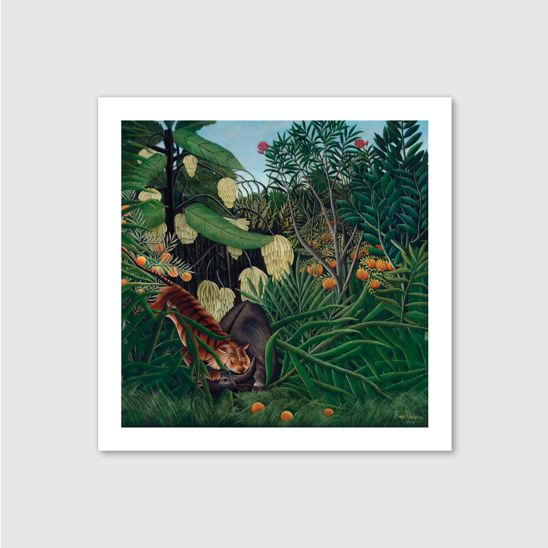 Fight between a Tiger and a Buffalo