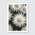 Close up of coastal flowers of New Zealand in soft natural green, white tones.