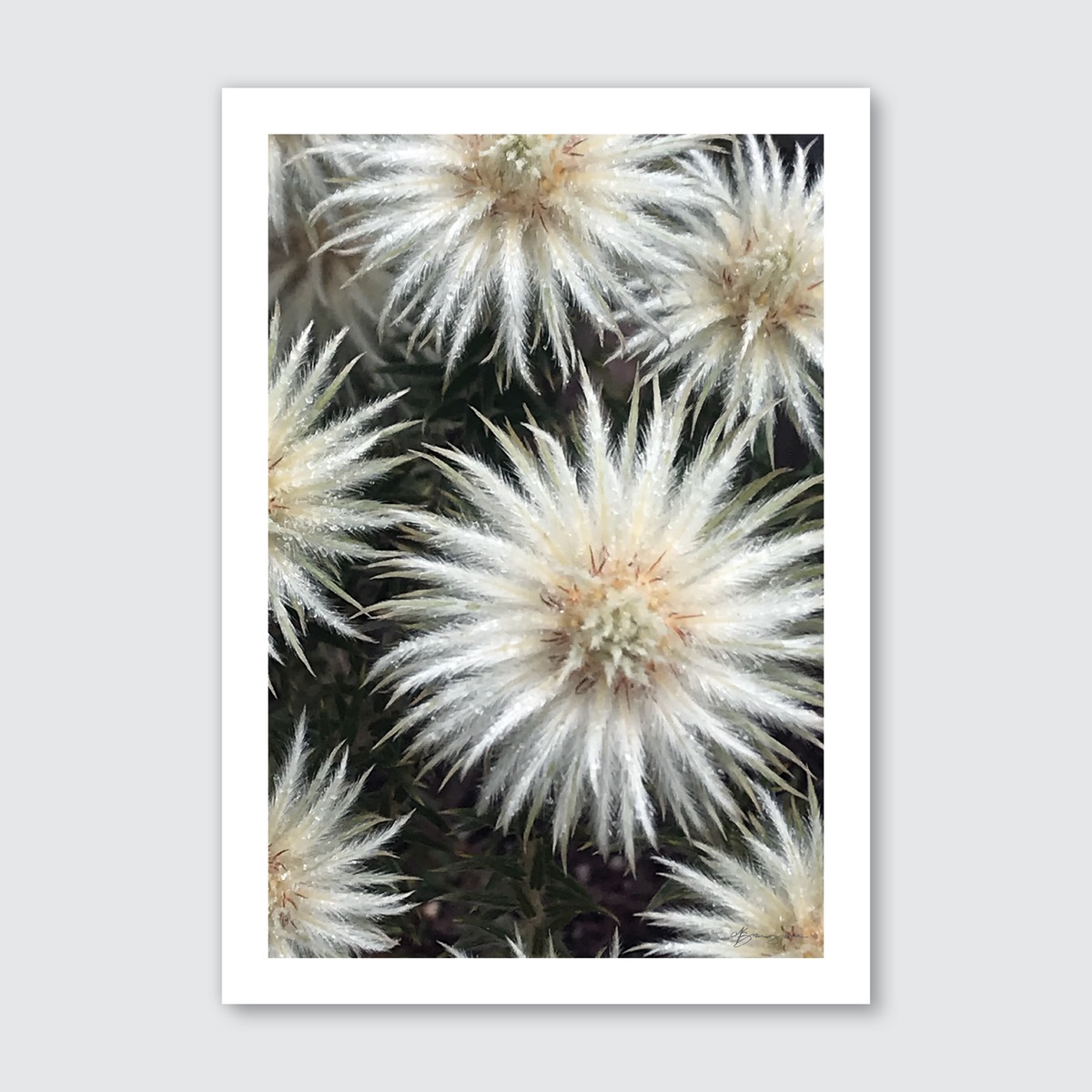 Close up of coastal flowers of New Zealand in soft natural green, white tones.