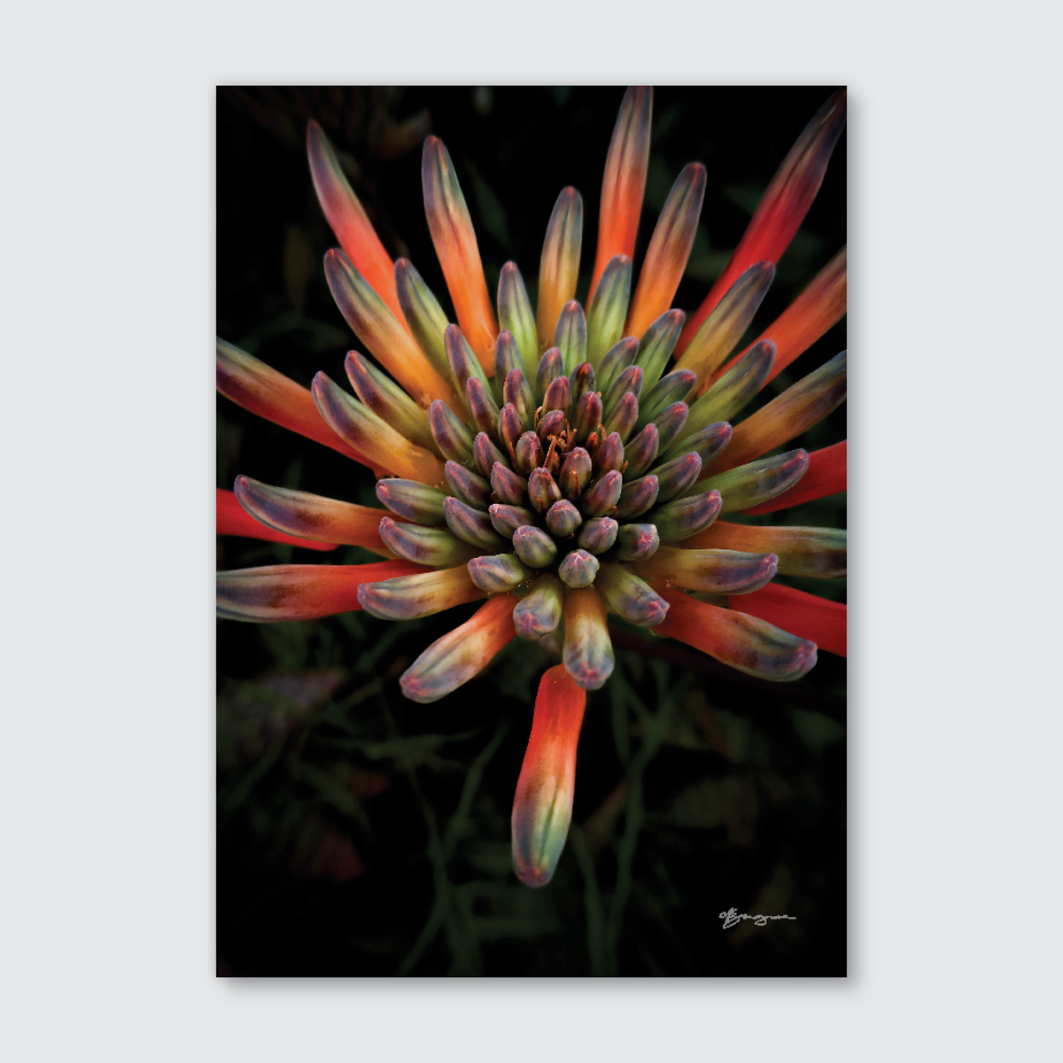 A close-up photograph of a vibrant, abstract floral arrangement with a mix of orange, red, and green hues, with bubble-like textures.