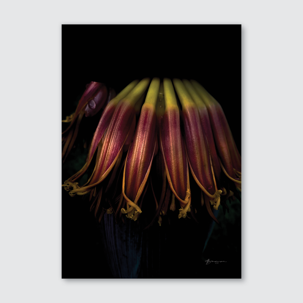 Up close banana flower on a black background.