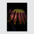 Up close banana flower on a black background.