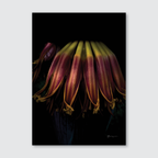 Up close banana flower on a black background.
