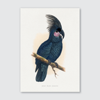 A print of a Great Black Cockatoo perched on a branch, with detailed black, white, and gray coloring.