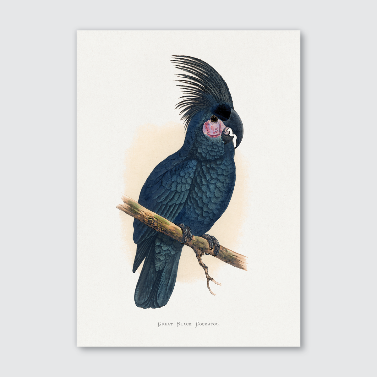 A print of a Great Black Cockatoo perched on a branch, with detailed black, white, and gray coloring.