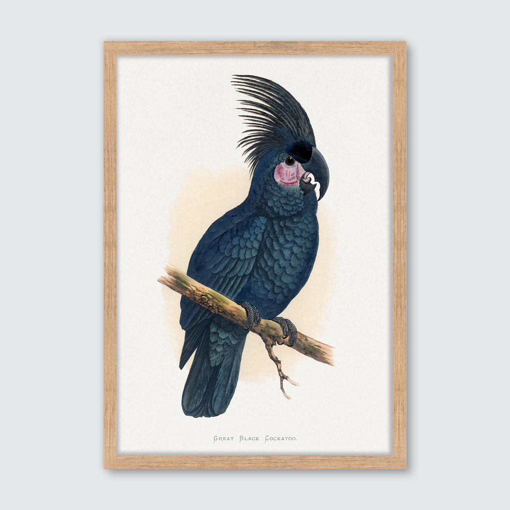 Great Black Cockatoo
