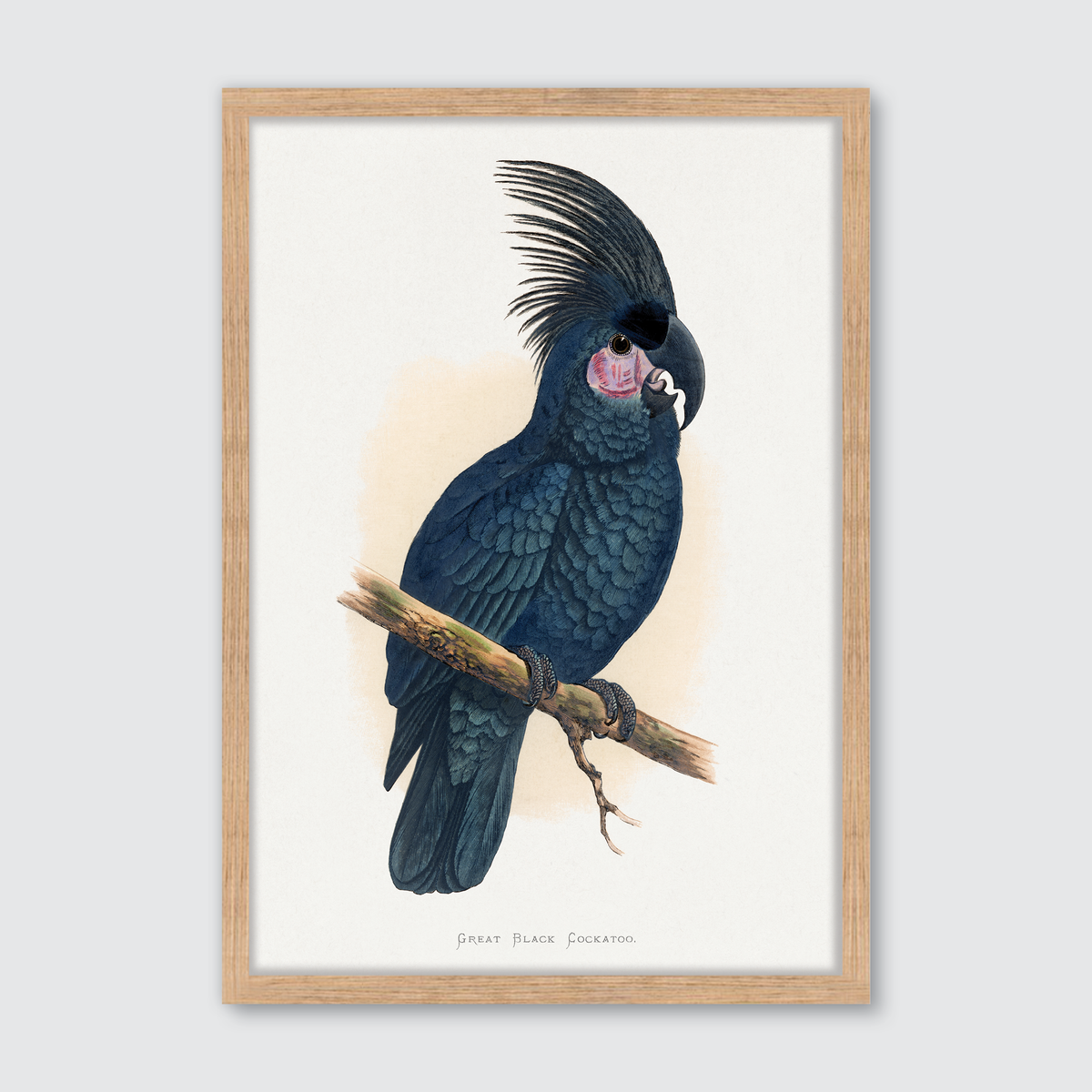 Great Black Cockatoo