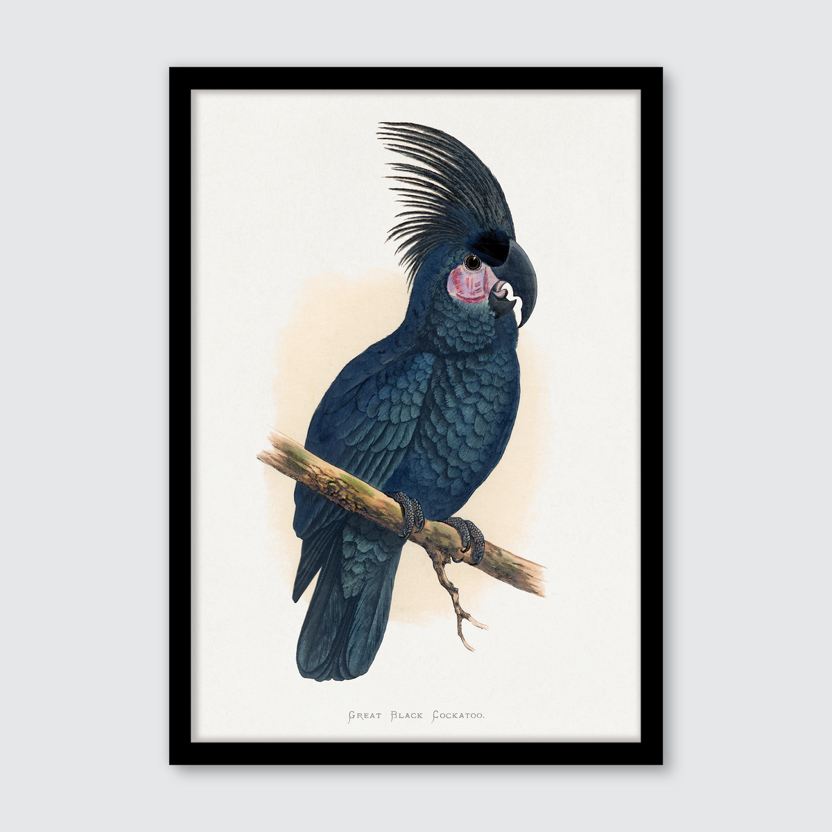 Great Black Cockatoo