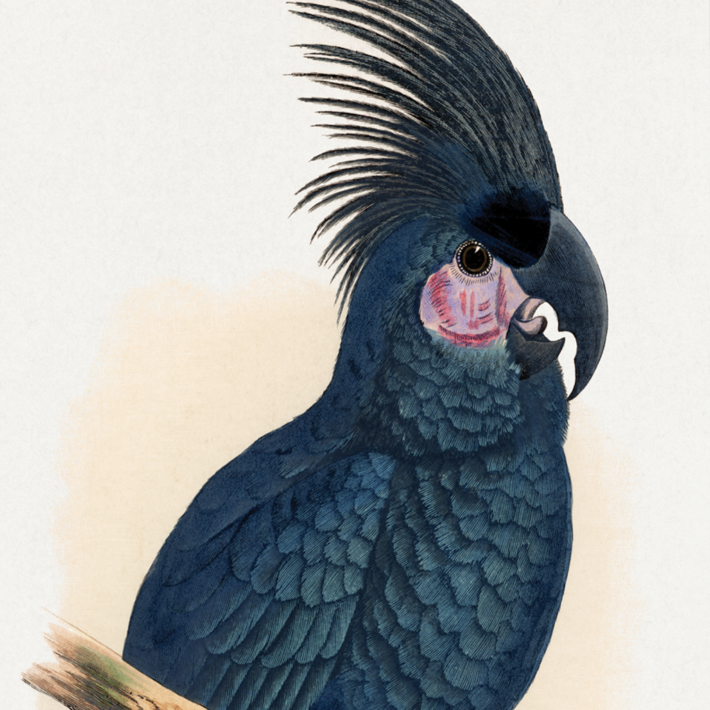 Great Black Cockatoo