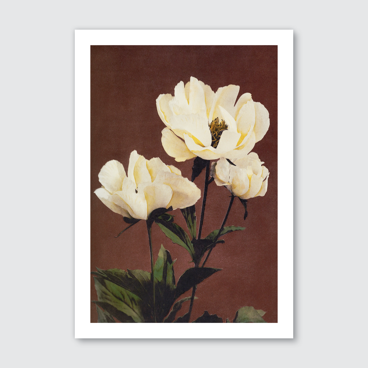 Hærdaceous Peony