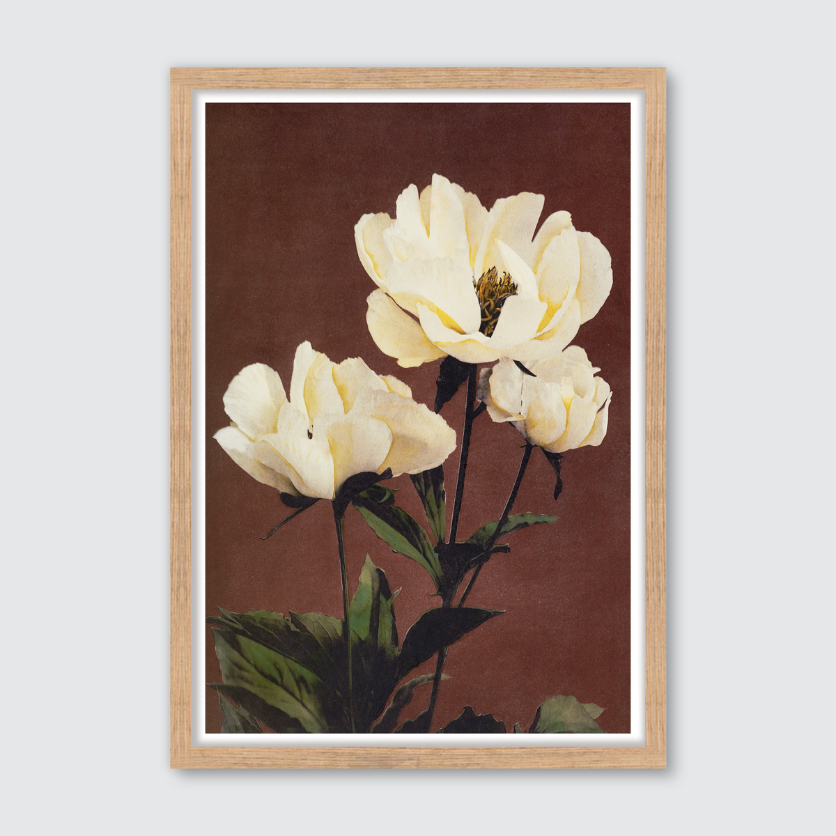 Hærdaceous Peony