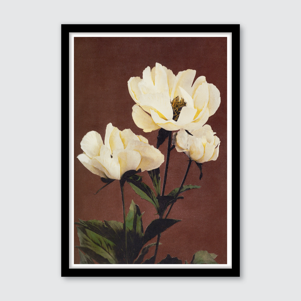 Hærdaceous Peony