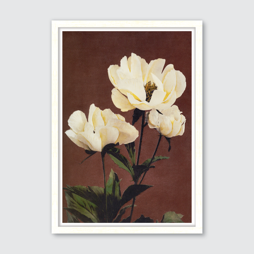 Hærdaceous Peony