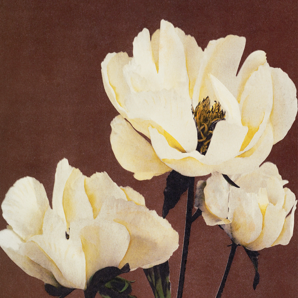 Hærdaceous Peony