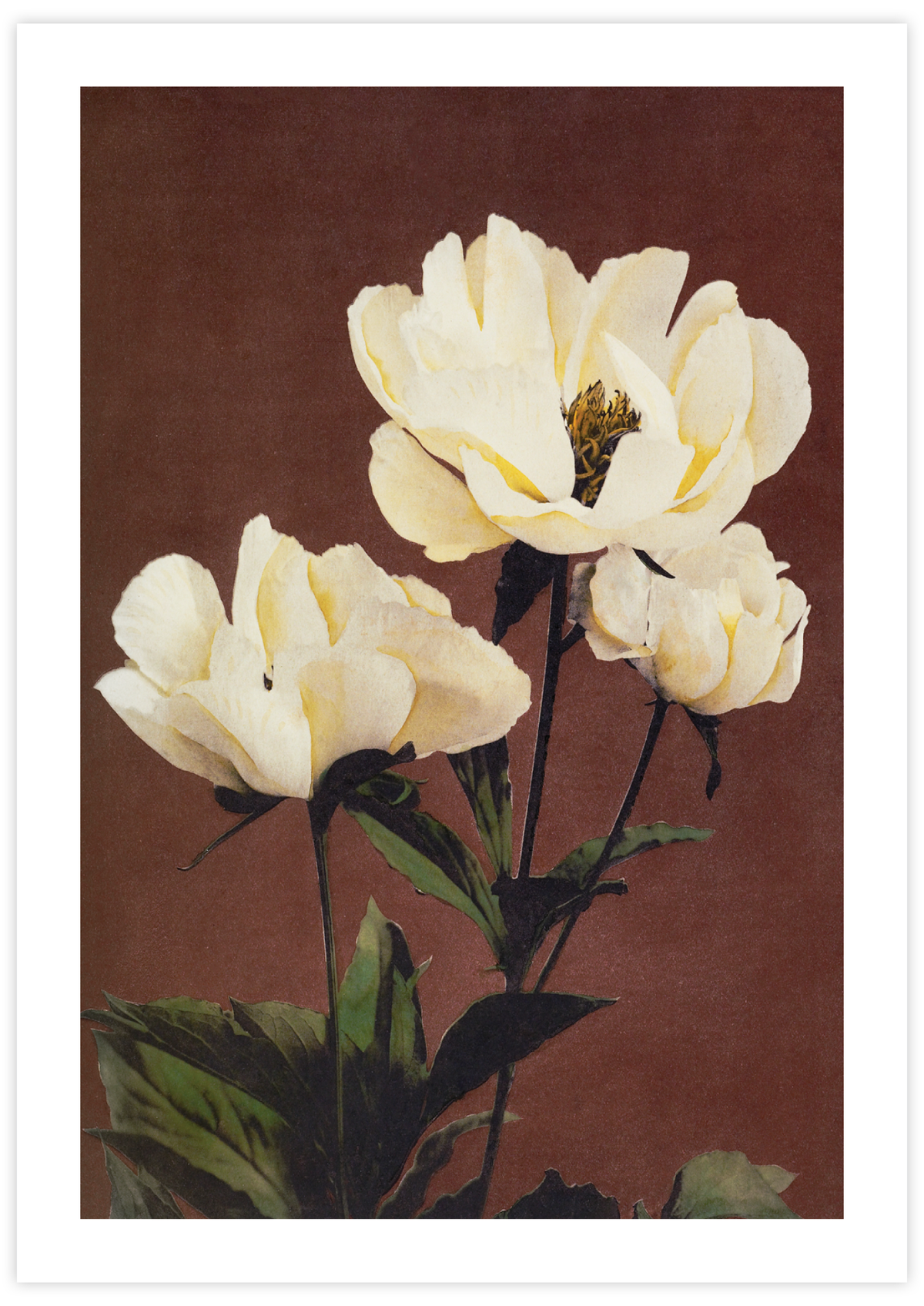 Hærdaceous Peony