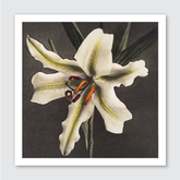 Hakuwo Lily