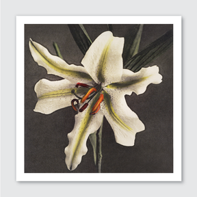 Hakuwo Lily