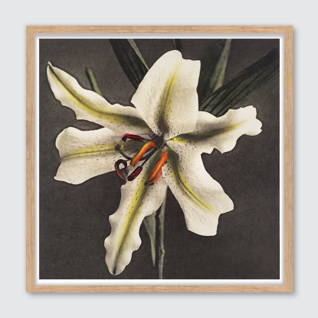 Hakuwo Lily