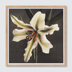 Hakuwo Lily