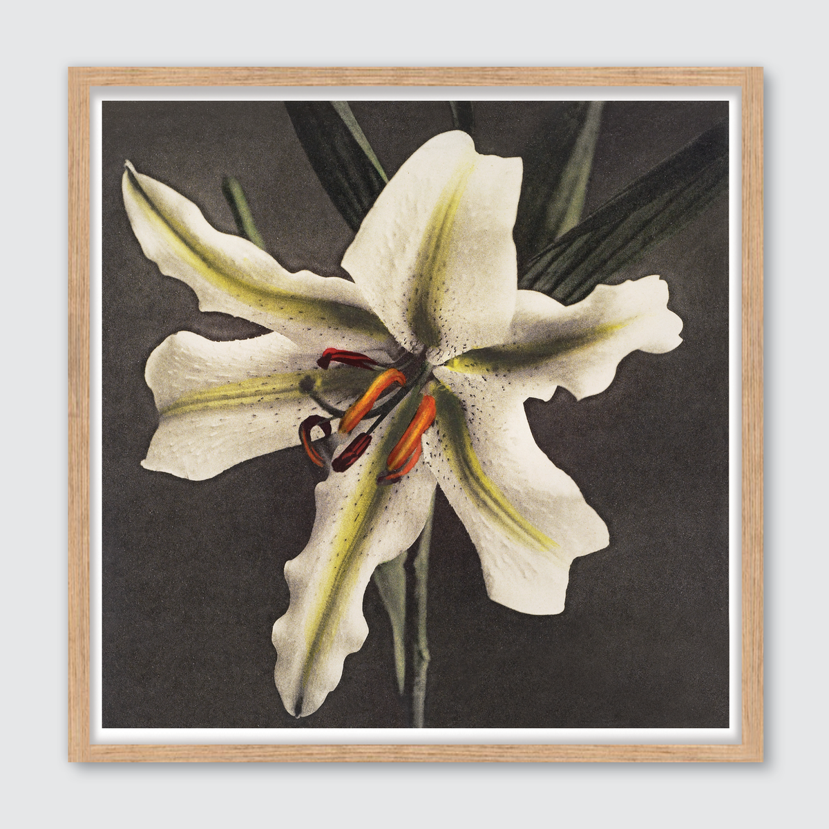 Hakuwo Lily