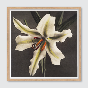 Hakuwo Lily