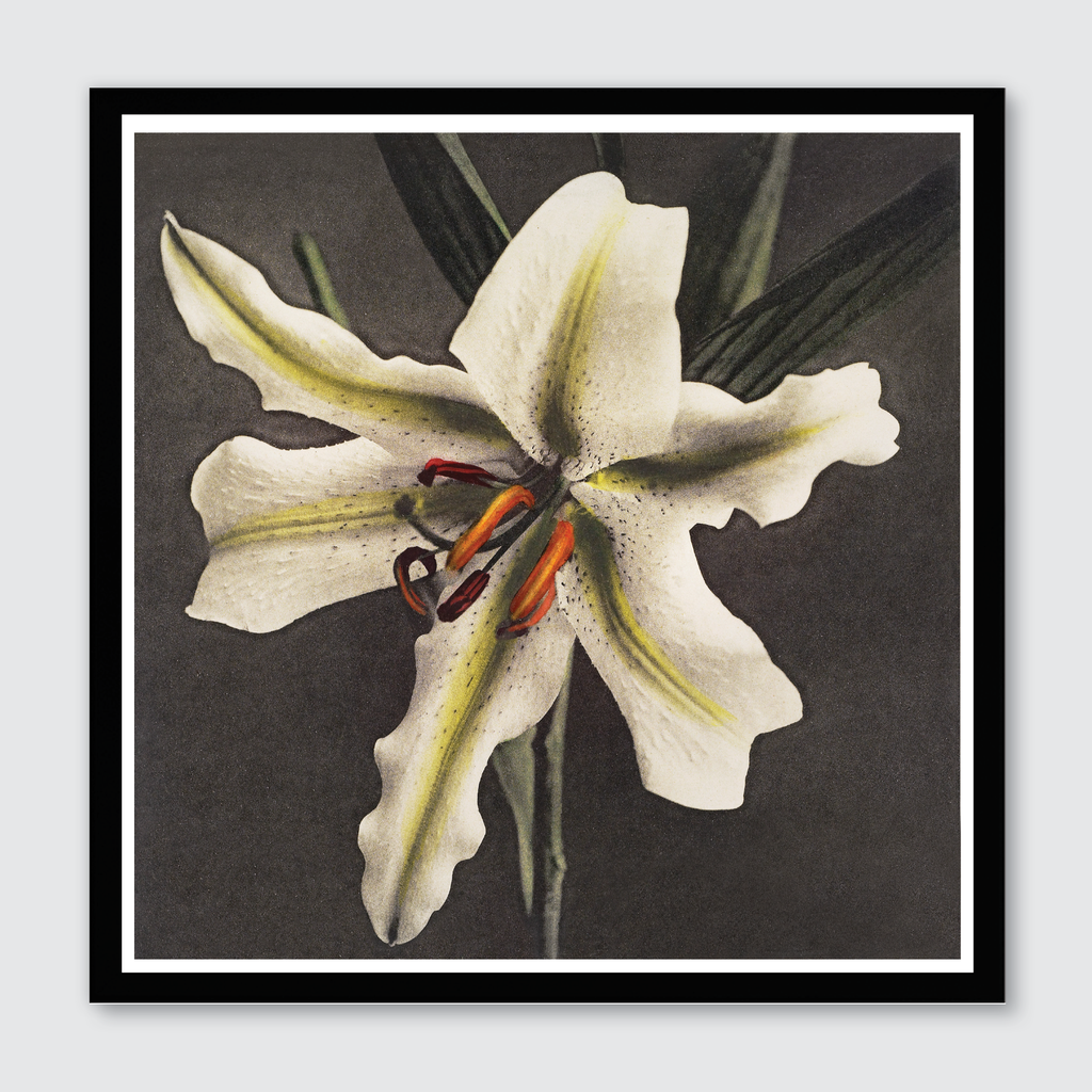 Hakuwo Lily