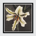 Hakuwo Lily