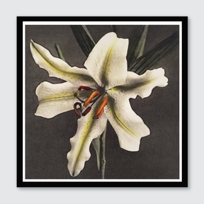Hakuwo Lily