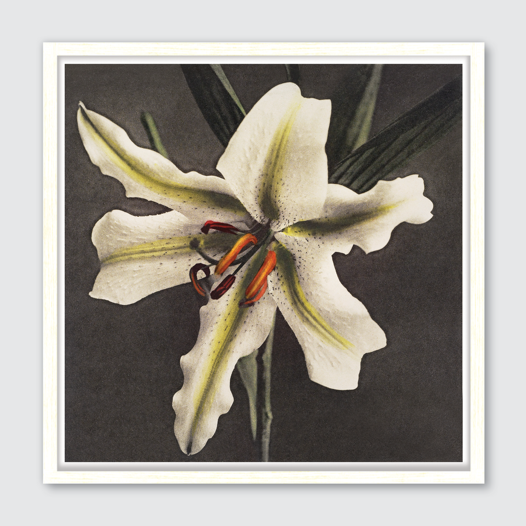 Hakuwo Lily