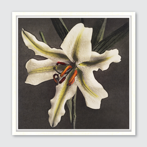 Hakuwo Lily