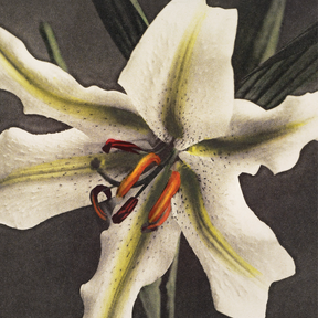 Hakuwo Lily