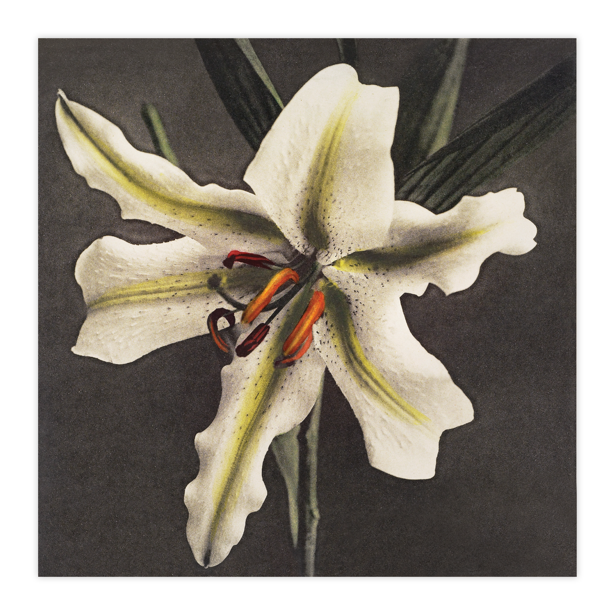 Hakuwo Lily
