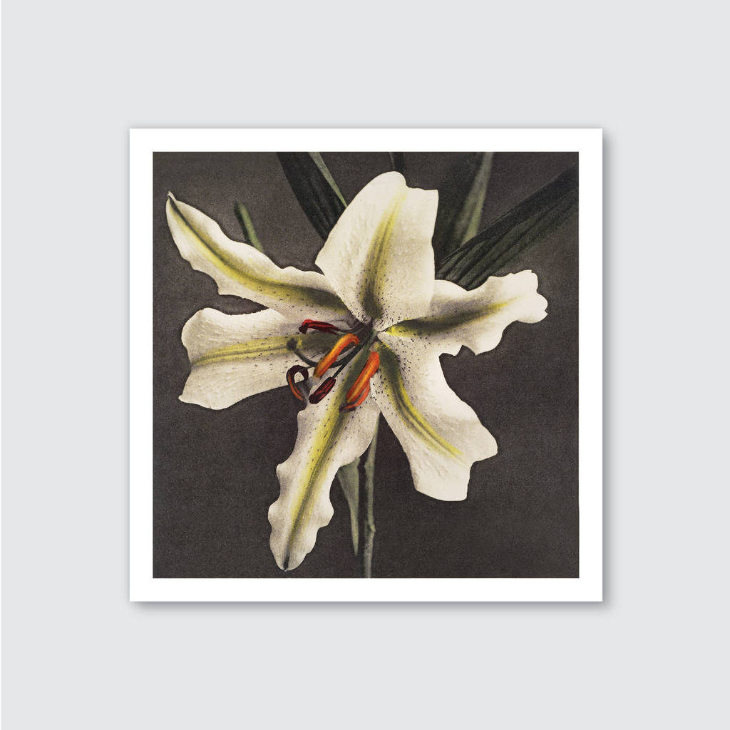 Hakuwo Lily