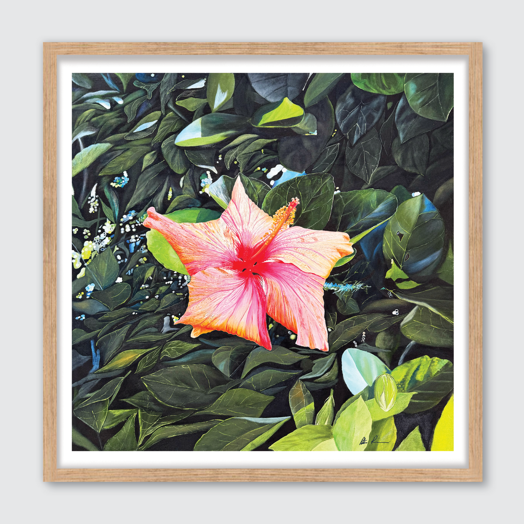 Hibiscus